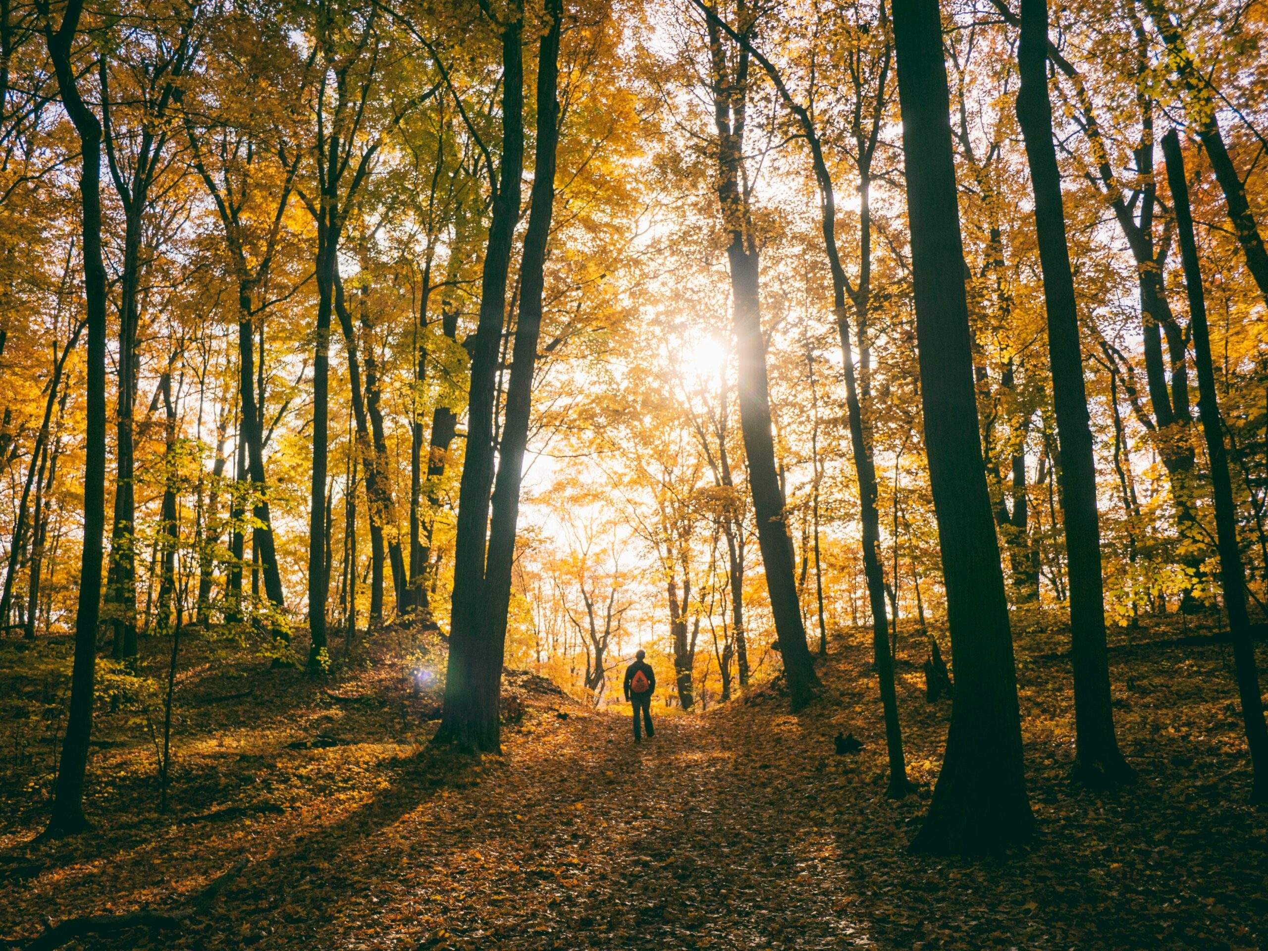 Walking through green spaces creates a more meditative state of mind, research finds