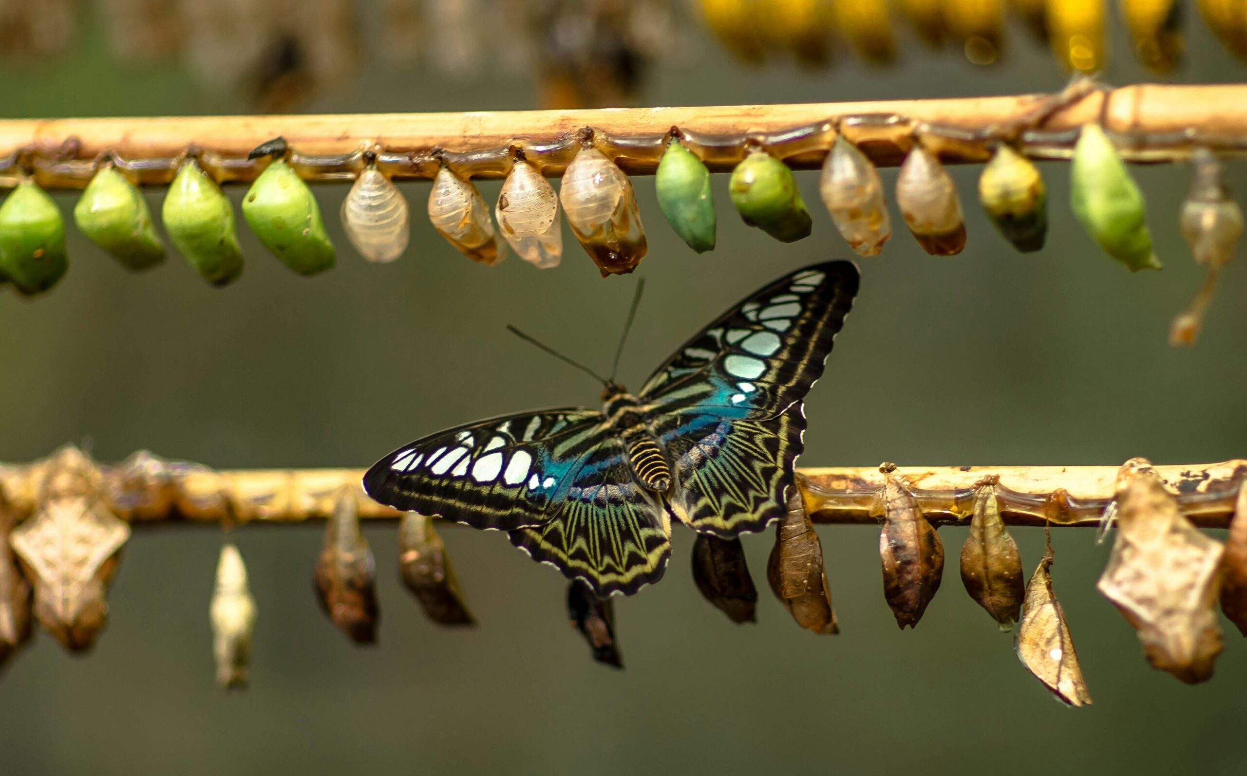 Butterfly emerging, an analogy for being courageous about change.